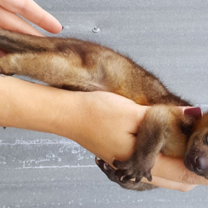 Female Kinkajou For Sale