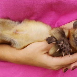 Male Kinkajou For Sale