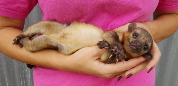 Male Kinkajou For Sale