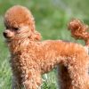 Miniature Poodle e1534277248978