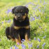 Rottweiler SERP