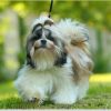 ShihTzu FF