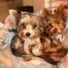 Yorkie puppy males 14 weeks old 1