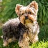 Yorkshire Terrier e1540580455806