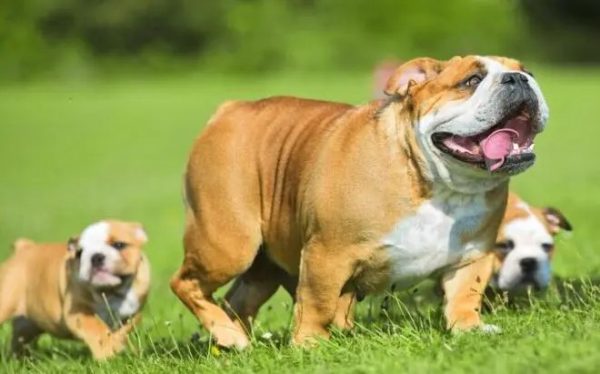 english bulldog breeders with puppies for sale in