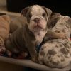 english bulldog dogs for sale top pedigree quality english bulldog puppies reading image 1 1