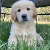 golden retriever 1