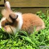 male lionhead rabbit 2020 3 orig