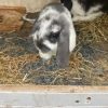 mini lop rabbits for sale london advert 8