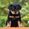 rottweiler1